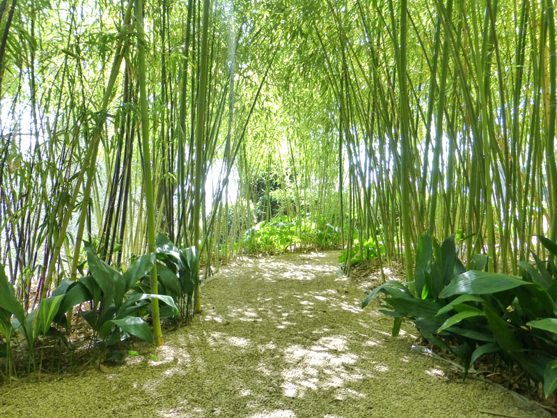 Bamboo Garden